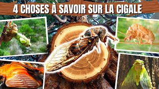 4 choses à savoir sur la cigale [upl. by Irrac]