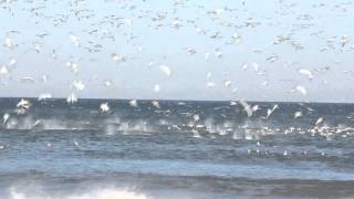 Gannet Feeding Frenzy [upl. by Giguere]