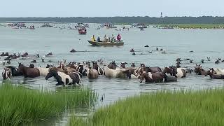 99th Annual Chincoteague Pony Swim — July 242024 [upl. by Celinda797]