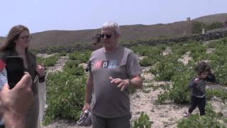 Assyrtiko vineyard with Yiannis [upl. by Cimah712]