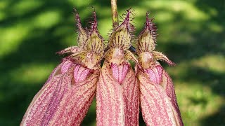 兰花 妖娆多姿的石豆兰 Bulbophyllum Elizabeth Ann ‘Buckleberry’ [upl. by Yecies]