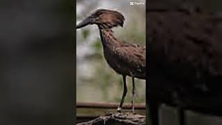 Shoebill vs Hamerkop [upl. by Doowle]