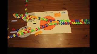 DNA Replication stop motion video [upl. by Akkahs]