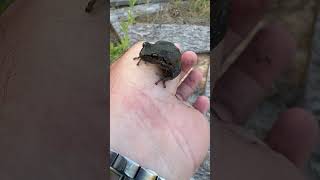 Pacific tree frog in Deer park Washington herping the PNW [upl. by Aramoix203]