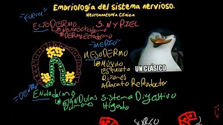 EMBRIOLOGÍA del SISTEMA NERVIOSO Fácil  Neurulación Vesículas encefálicas y más [upl. by Yuh649]