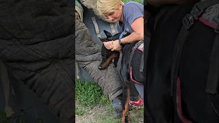 😮Dobermans Death Grip Service Dog Training GUARDODESSA Odessa Ukraine [upl. by Eerol561]