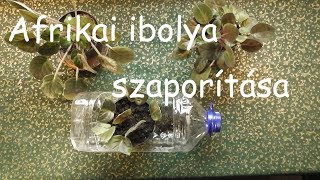 AFRIKAI IBOLYASaintpaulia ionantha SZAPORÍTÁSA  HOW TO PROPAGATE AFRICAN VIOLETS [upl. by Aicile657]