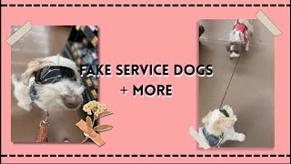 REUPLOAD fake service dogs and training ￼ [upl. by Ailahs]