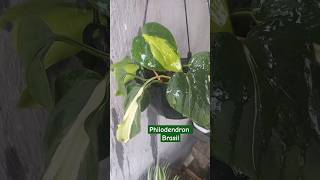 Planta Philodendron Brasil shorts natureza nature plantas plants jardim flowers mundo [upl. by Seka]