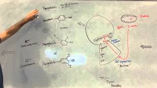 Introduction to the Thyroid Gland [upl. by Fredenburg719]