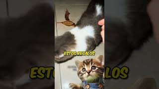 Gatita le lleva hojitas de arboles a su mamá humana😺curiosidades [upl. by Felipa]