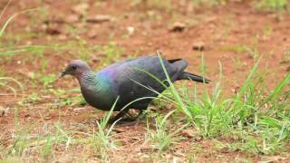 ♪鳥くん野鳥動画（小笠原・母島アカガシラカラスバト採食間近Ogasawara HahajimaBlack wood pigeon [upl. by Yelwah253]