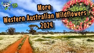 More Western Australian Wildflowers 2024 [upl. by Akimihs393]