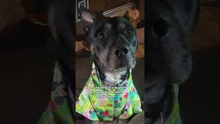 I need a cation zuesandyoda neverunpacking funnydogvideos dogsofyoutube petsofyoutube [upl. by Birdt]