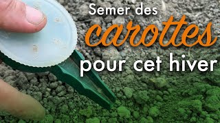 Réussir son semis de carottes pour cet hiver [upl. by Erdrich]