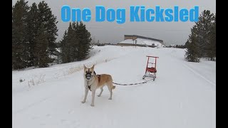 One dog kicksled with a husky Belgian Malinois mix sledding Colorado [upl. by Mariam947]