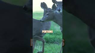 Unusual behaviors outside of the rut🦌 deer deerhunting [upl. by Addia]