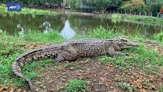 Info martí  La Ciénaga de Zapata un “campo de concentración” de cocodrilos en Cuba [upl. by Nosle340]