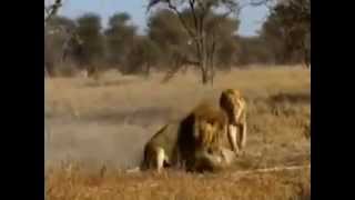 Male Lion Killing Cheetah  amazing [upl. by Attelrac230]