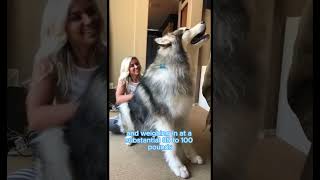 Alaskan Malamute These Dogs Are Giants [upl. by Gaston]