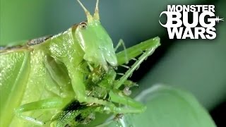 Predatory Katydid Vs Green Praying Mantis  MONSTER BUG WARS [upl. by Hett802]