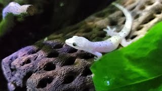 MAKING A GECKO BREEDING ECOSPHERE [upl. by Acemat]