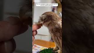 The man adopted a baby owl that was lost from its mother owl babyowl short [upl. by Woodhead]