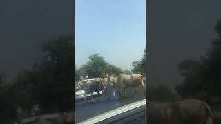 Babujee dhire chalnaStreet cow [upl. by Ocir327]