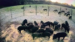 My largest wild pig catch with new trap [upl. by Edgerton396]