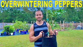 Overwintering Pepper Plants How To Dig Pot Fertilize And Prune Them [upl. by Tomlinson]