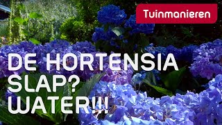 Wat doen als je Hortensia slap hangt Water  Alles over de Hortensia  Tuinmanieren [upl. by Sieber]