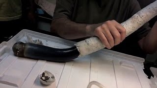 Scientists extract rare giant shipworm from shell in toecurling video [upl. by Aivatnuhs]