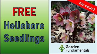 FREE Hellebore Seedlings 🌀🌋☔️ Where to find them and how to grow them  Lenten Rose  Christmas Rose [upl. by Aenal]