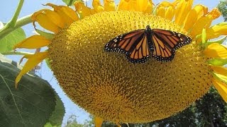 Mammoth sunflowers doing good [upl. by Maxfield]