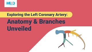 Exploring the Left Coronary Artery Anatomy amp Branches Unveiled [upl. by Enenstein]