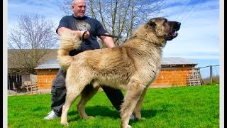 ZELOV 94 cm  2 months old with PARENTS [upl. by Schreib]