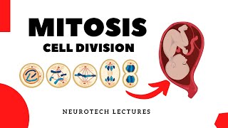 Mitosis Cell Division Neurotech Lectures [upl. by Fannie]