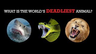 Introducing the Worlds Deadliest Animal [upl. by Kepner]