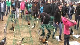 Gamefowl show Jan 26 2013 [upl. by Kera]