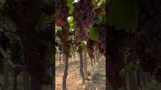 Grape festival in Hyderabad  Grape Research Centre Rajendranagar [upl. by Neetsyrk]