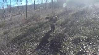 journée de chasse sanglier en Ariège [upl. by Brittan414]