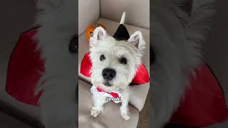 Smart Westie dog shows you his favorite TRICKS ✨ halloween [upl. by Stahl625]