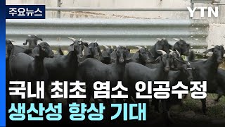 국내 첫 염소 인공수정 기술 개발생산성 향상 기대  YTN [upl. by Ime]