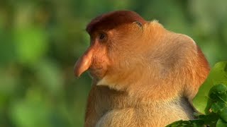 The Proboscis Monkey  Lands of the Monsoon  BBC Earth [upl. by Allerim980]