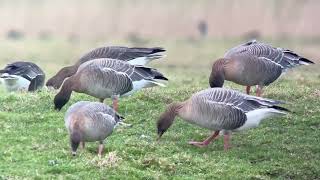 Oie à bec court pink footed goose Anser brachyrhynchus Klemskerke B janvier 2024 [upl. by Liss]