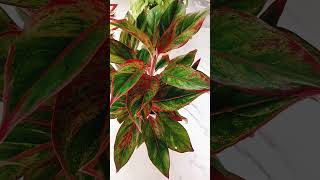 RedAglaonemaPlantpropagationcarelipstickplantSiamHouseplantRare [upl. by Naltiac]