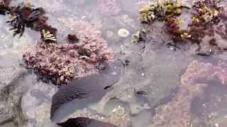 Minor Tide Pool at Botanical Beach Near Port Renfrew BC Rising Tide on April 4 2015 [upl. by Sutherlan]