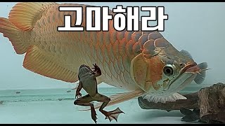 살아있는 개구리를 먹이로 주었더니 대박 │ Feeding alive Frog to Red Arowana [upl. by Syman]