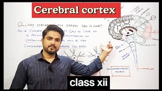 why Cerebral cortex appears grey in color  XII Biology [upl. by Ydaf742]