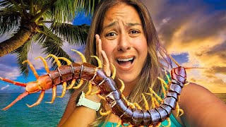 BEWARE of the Hawaiian Centipede  What to do when you encounter it [upl. by Ellimaj]